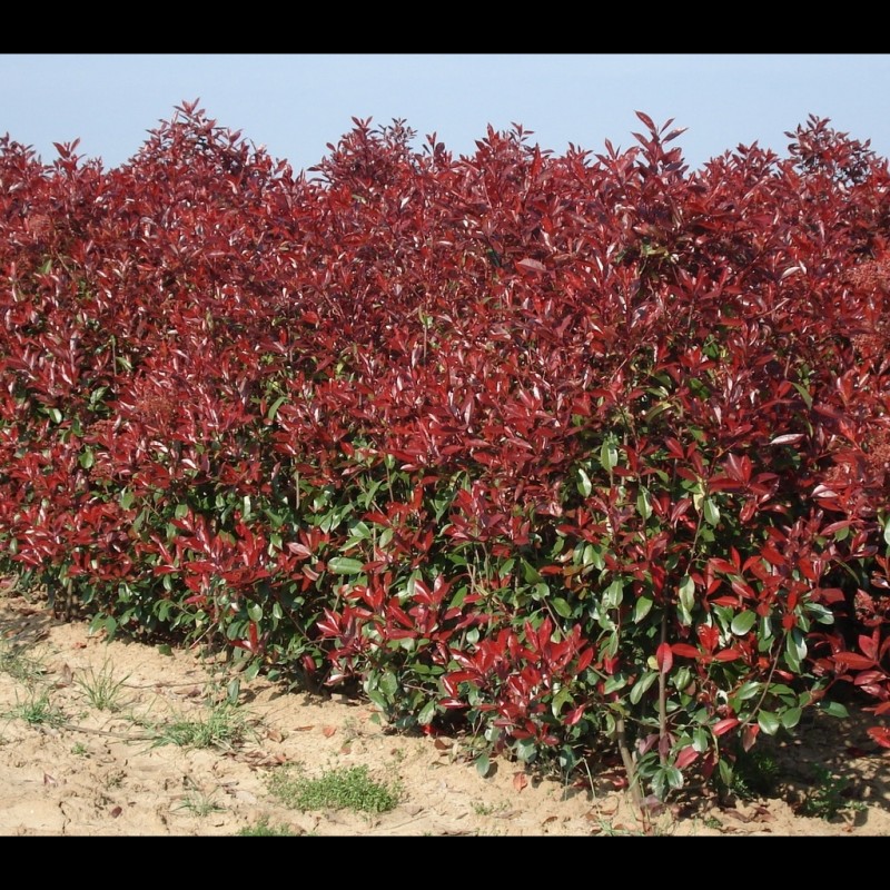 Vente en ligne de Photinia fraseri Red robin 3