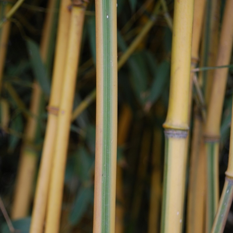 Vente en ligne de Phyllostachys 'Spectabilis' 0