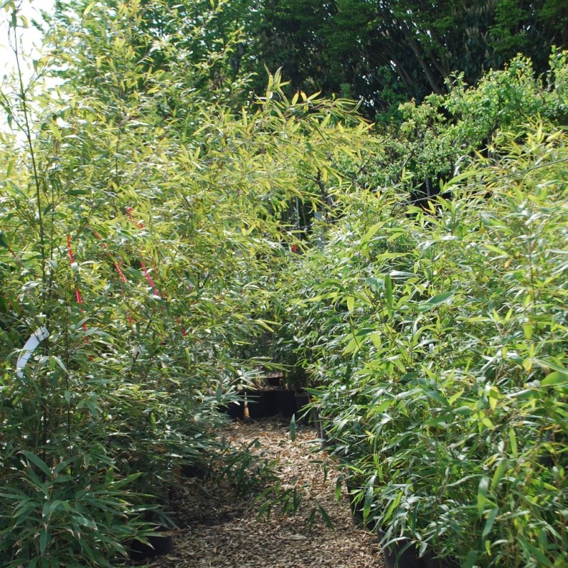 Vente en ligne de Phyllostachys 'Spectabilis' 2