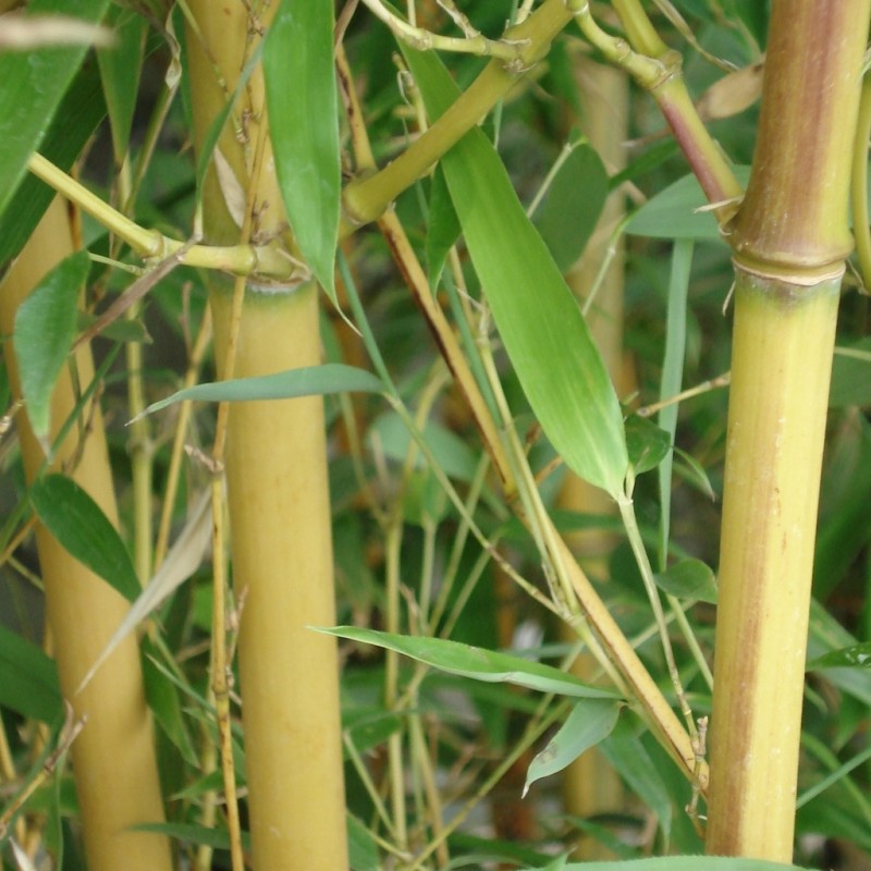 Vente en ligne de Phyllostachys 'Aureocaulis' 0