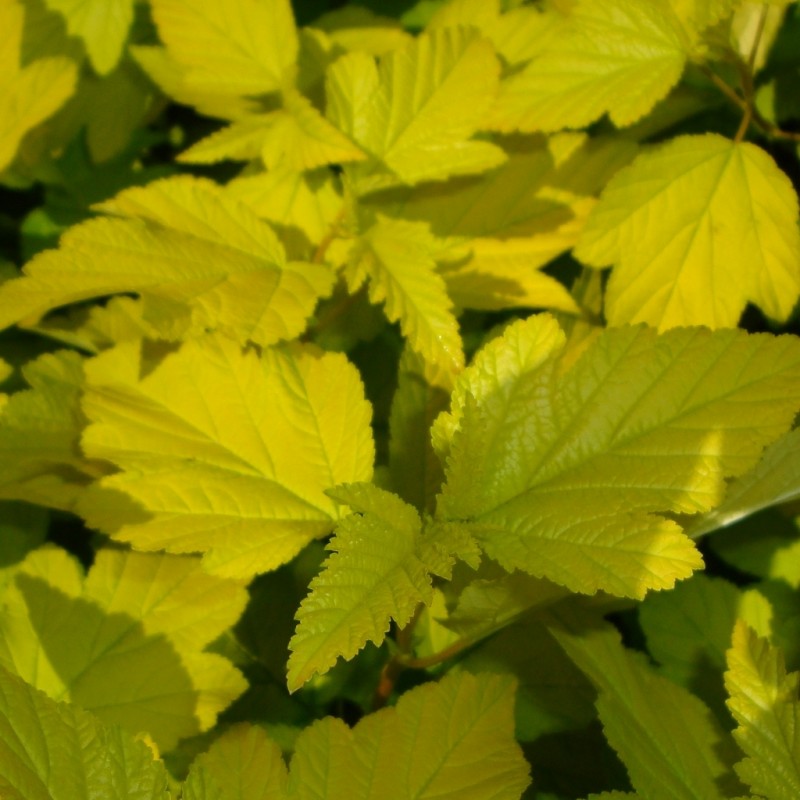 Vente en ligne de Physocarpus 'Dart's gold' 0