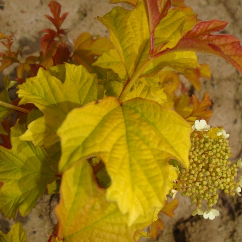 Vente en ligne de Physocarpus 'Dart's gold' 3