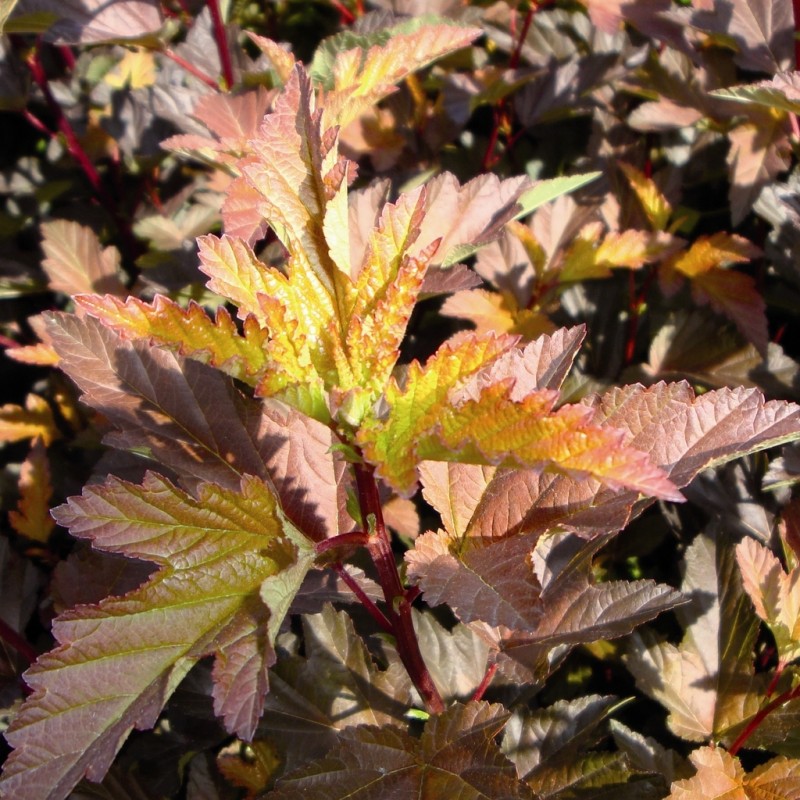 Vente en ligne de Physocarpus Diable d'or 1