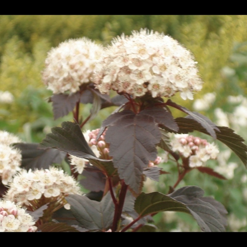 Vente en ligne de Physocarpus 'Diabolo' 5