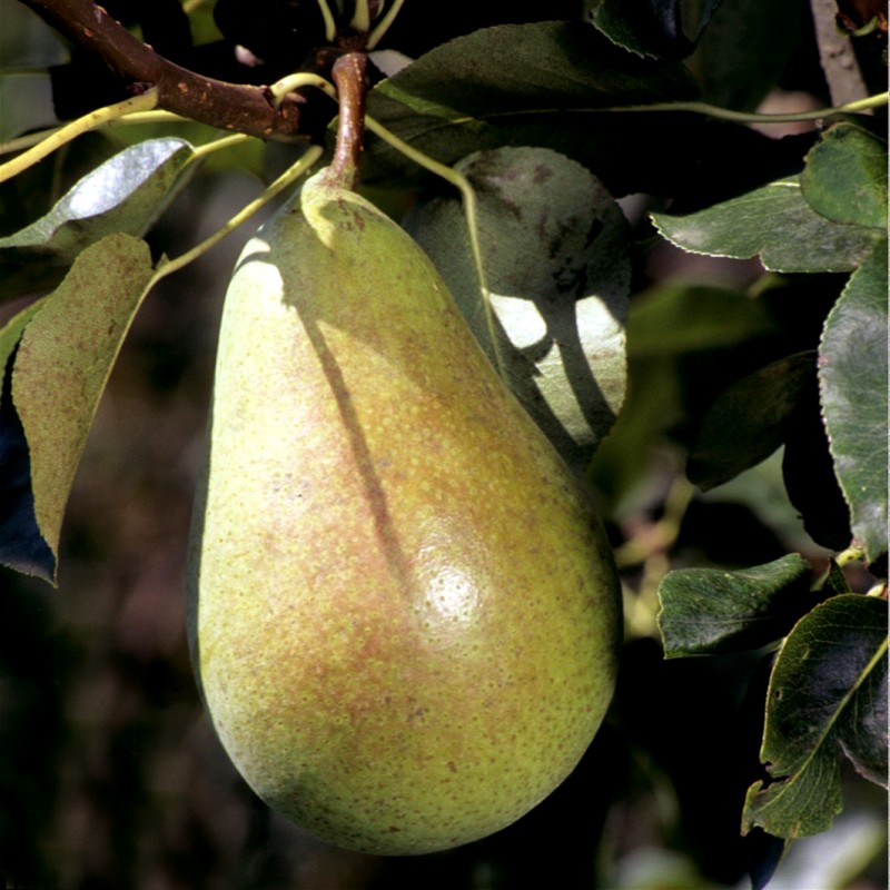 Vente en ligne de POIRIER - Pyrus communis 'Conseiller à la cour' 0