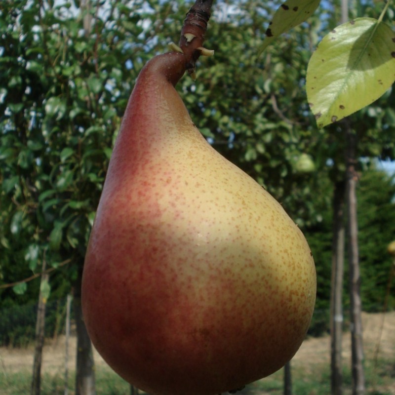 Vente en ligne de POIRIER - Pyrus communis 'Beurré Clairgeau' 0