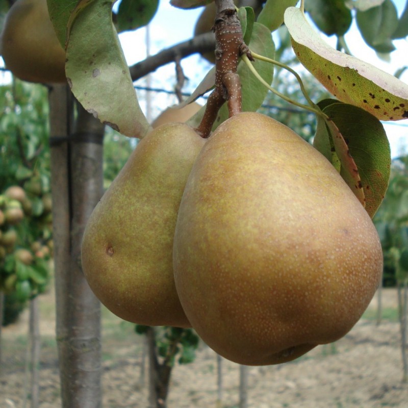 Vente en ligne de POIRIER - Pyrus communis 'Beurré Hardy' 0