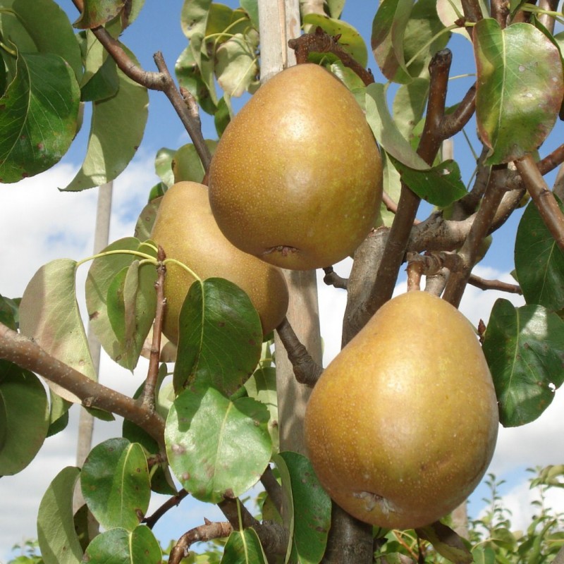 Vente en ligne de POIRIER - Pyrus communis 'Beurré Hardy' 2