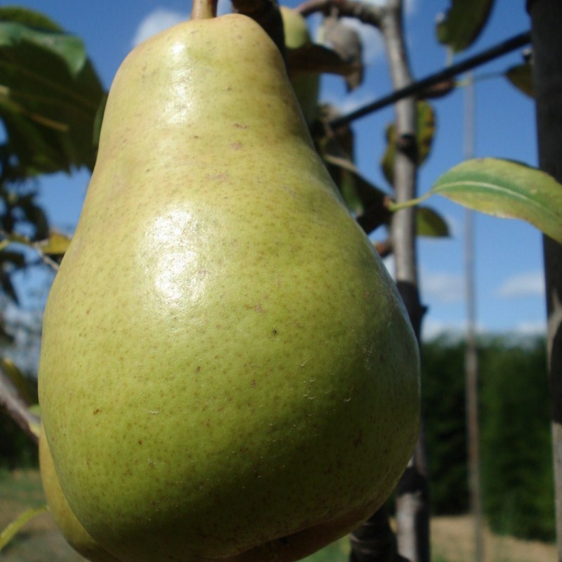 Vente en ligne de POIRIER - Pyrus communis 'Beurré Lebrun' 0