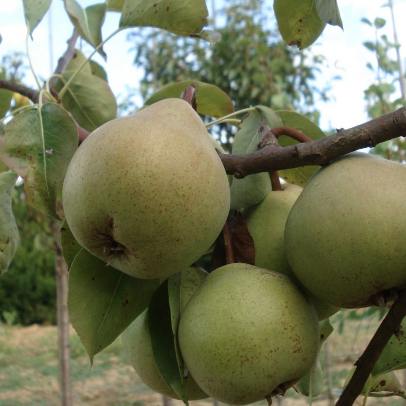 Vente en ligne de POIRIER - Pyrus communis 'Catillac' 2