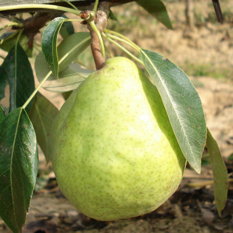 Vente en ligne de POIRIER - Pyrus communis 'Packam's triomph' 0