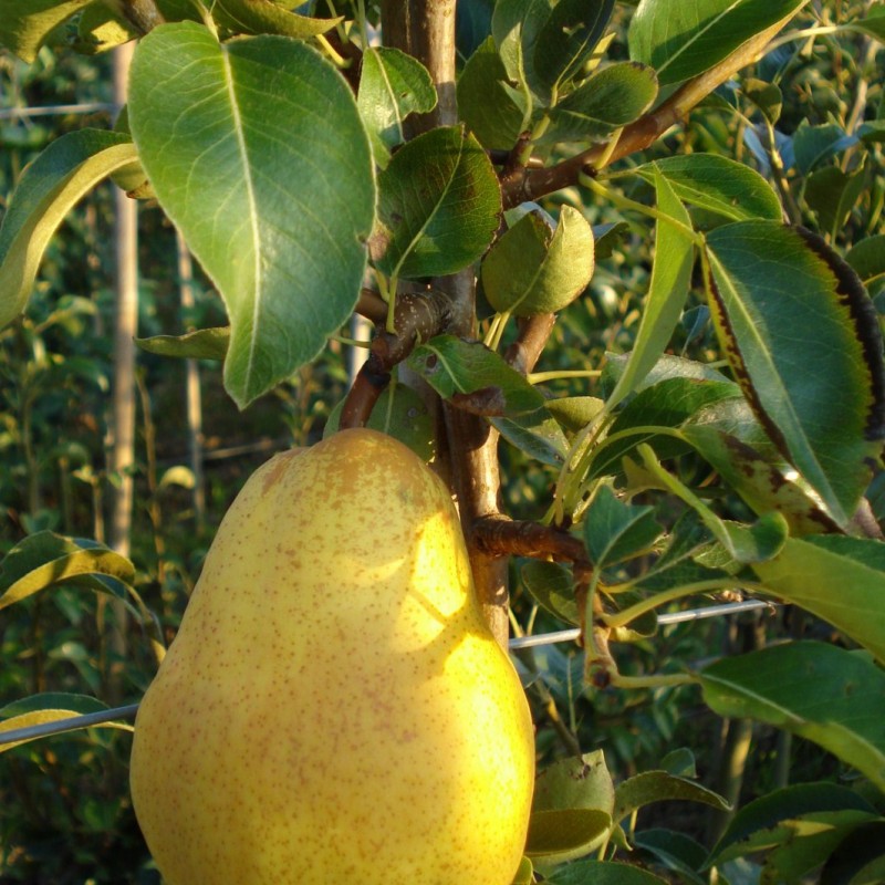 Vente en ligne de POIRIER - Pyrus communis 'Williams - Bon chrétien' 0