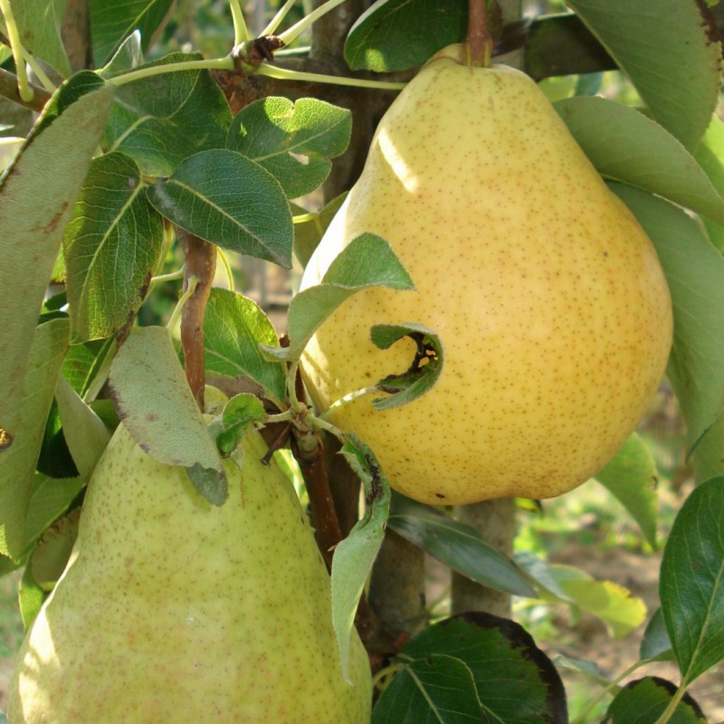 Vente en ligne de POIRIER - Pyrus communis 'Williams - Bon chrétien' 2