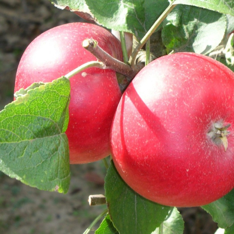 Vente en ligne de POMMIER - Malus communis 'Akane' 0