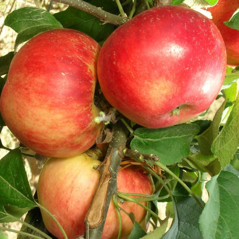 Vente en ligne de POMMIER - Malus communis 'Akane' 2