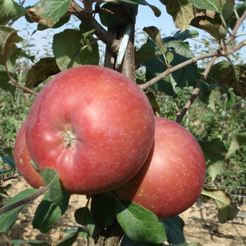 Vente en ligne de POMMIER - Malus communis 'Fuji' 0