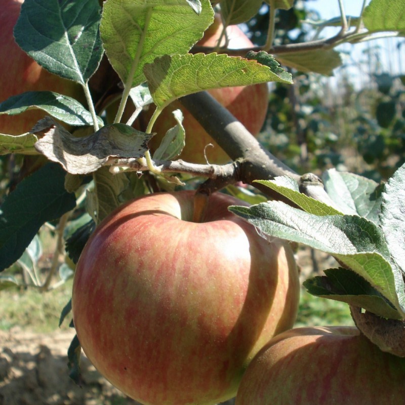 Vente en ligne de POMMIER - Malus communis 'Idared' 0