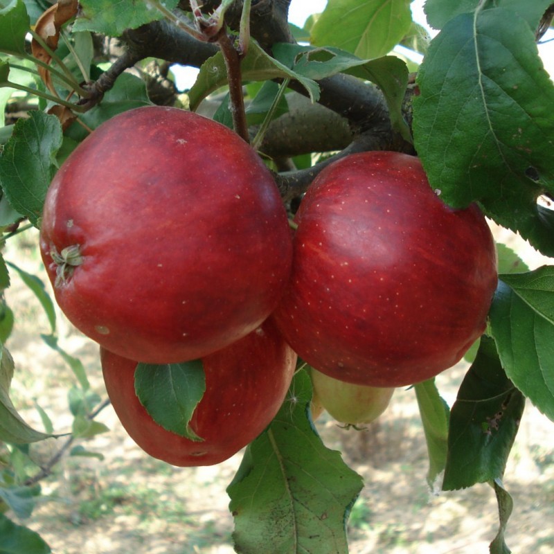 Vente en ligne de POMMIER - Malus communis 'Red Elstard' 1