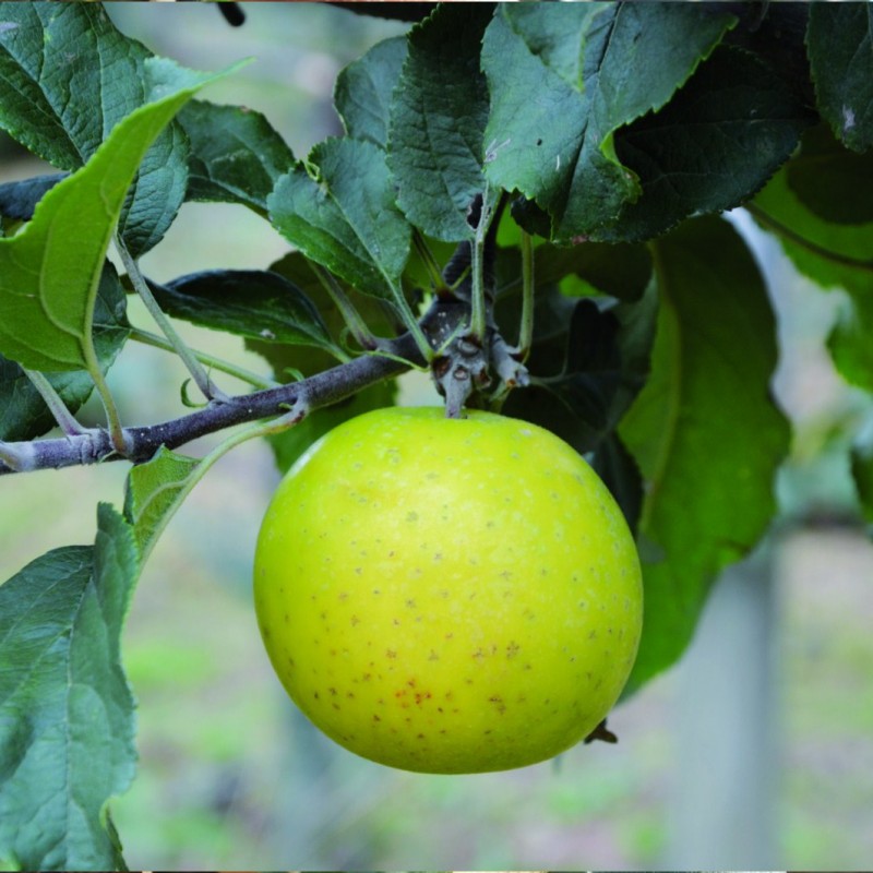 Vente en ligne de POMMIER - Malus communis 'Reinette Abry' 0