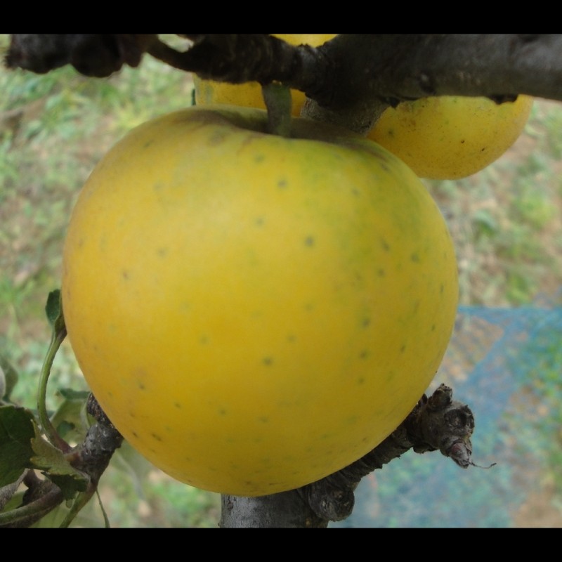 Vente en ligne de POMMIER - Malus communis 'Reinette Ananas' 0