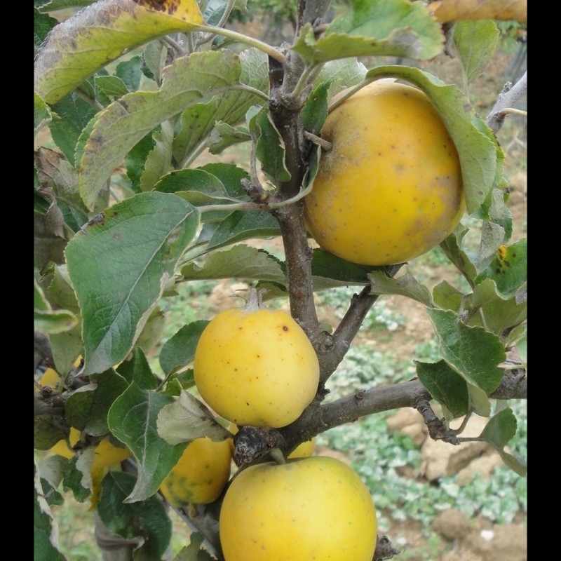 Vente en ligne de POMMIER - Malus communis 'Reinette Ananas' 1