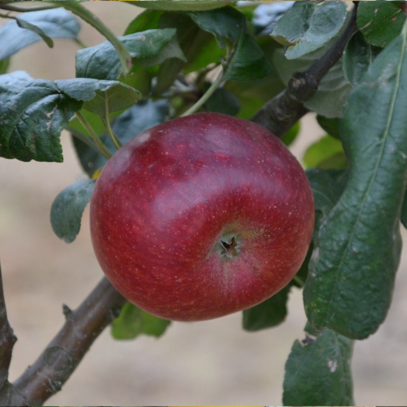 Vente en ligne de POMMIER - Malus communis 'Reinette Baumann' 0