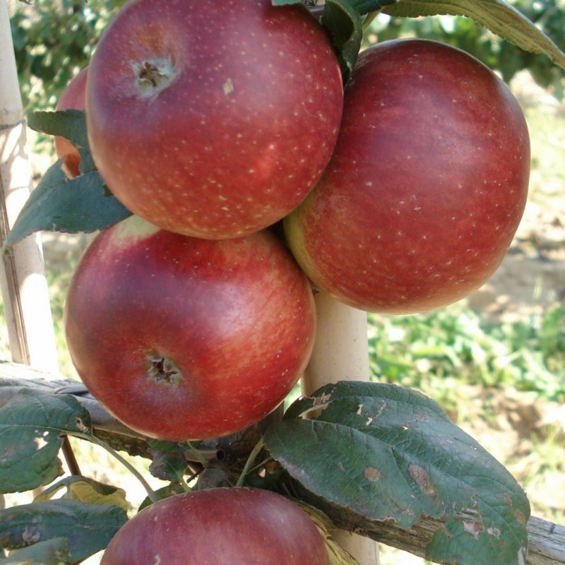 Vente en ligne de POMMIER - Malus communis 'Reinette Baumann' 1