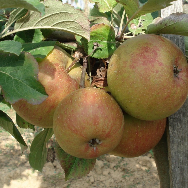 Vente en ligne de POMMIER - Malus communis 'Reinette de Caux' 1