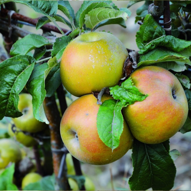 Vente en ligne de POMMIER - Malus communis 'Reinette d'Or' 0