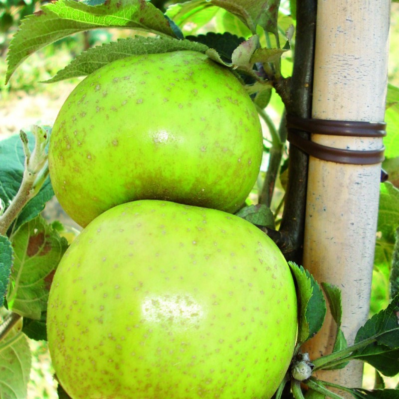 Vente en ligne de POMMIER - Malus communis 'Reinette du Canada blanche' 1