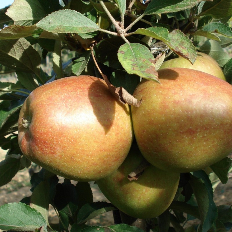 Vente en ligne de POMMIER - Malus communis 'Top red' 1