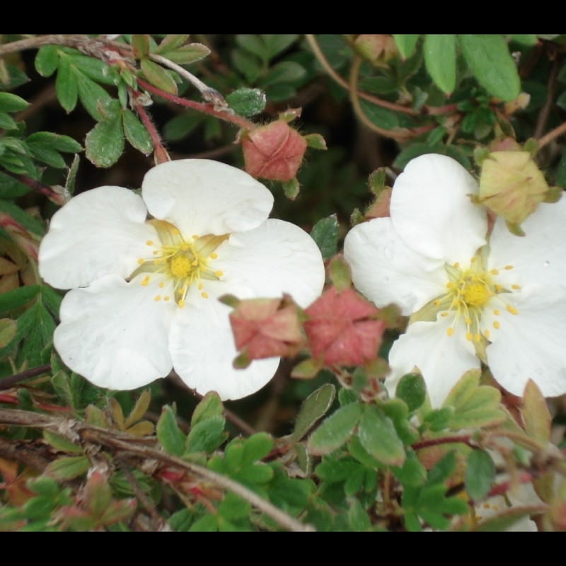 Vente en ligne de Potentille blanche 'Abbotswood' 4