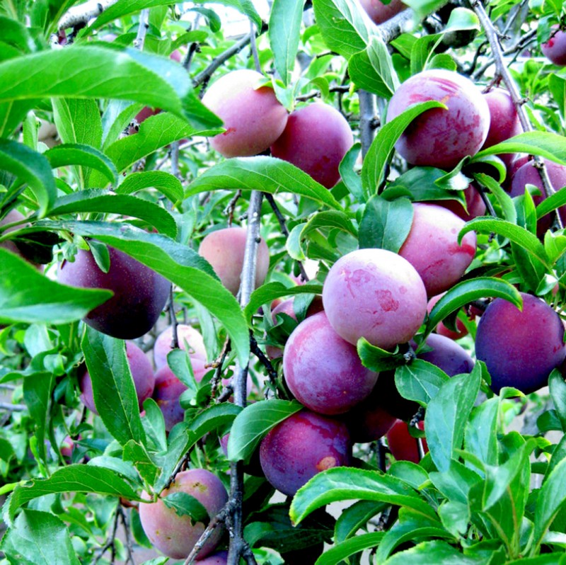 Vente en ligne de PRUNIER - Prunus domestica 'Damas de septembre' 0