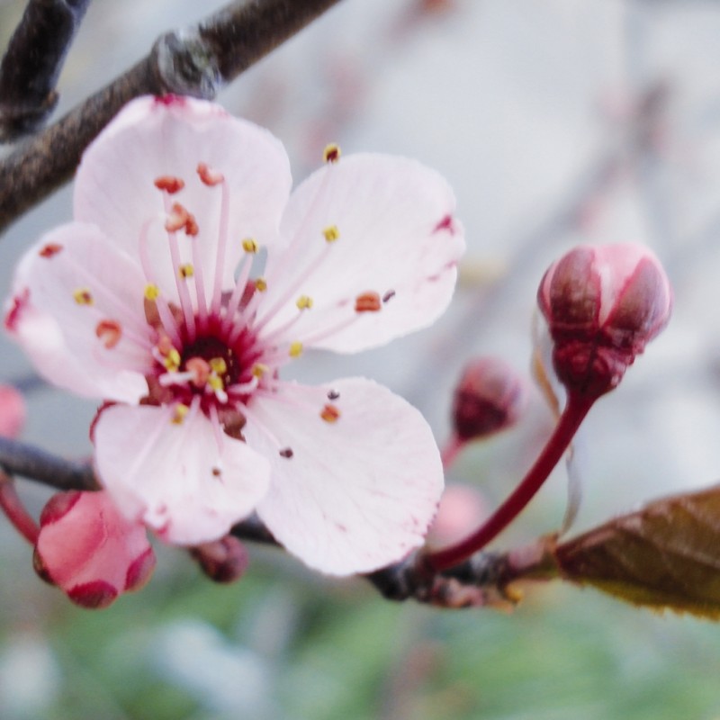 Vente en ligne de Prunier à fleur 'Pissardii' 0