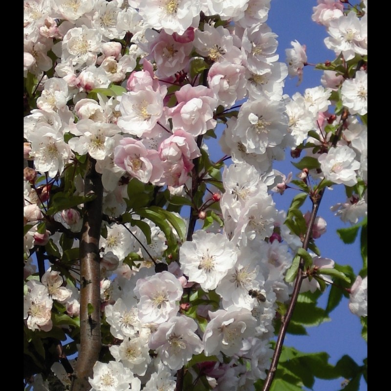 Vente en ligne de Cerisier à fleurs 'Amanogawa' 0