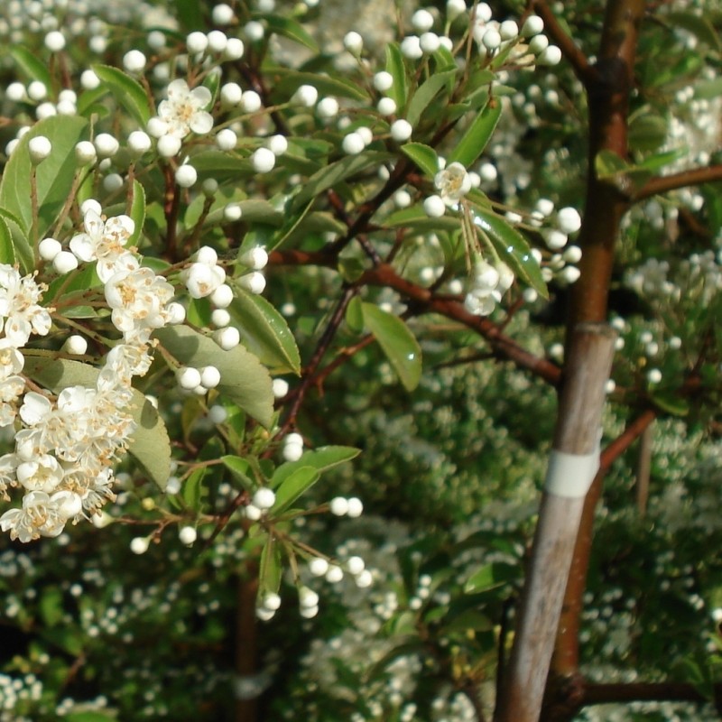 Vente en ligne de Pyracantha rouge 3