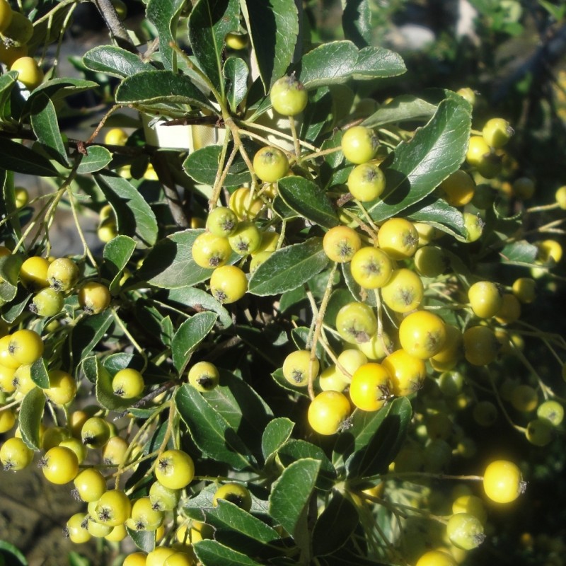 Vente en ligne de Pyracantha jaune 0