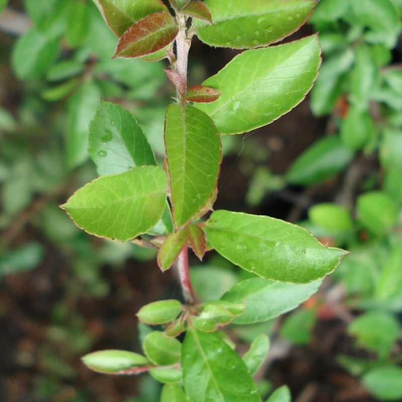 Vente en ligne de Pyracantha jaune 1