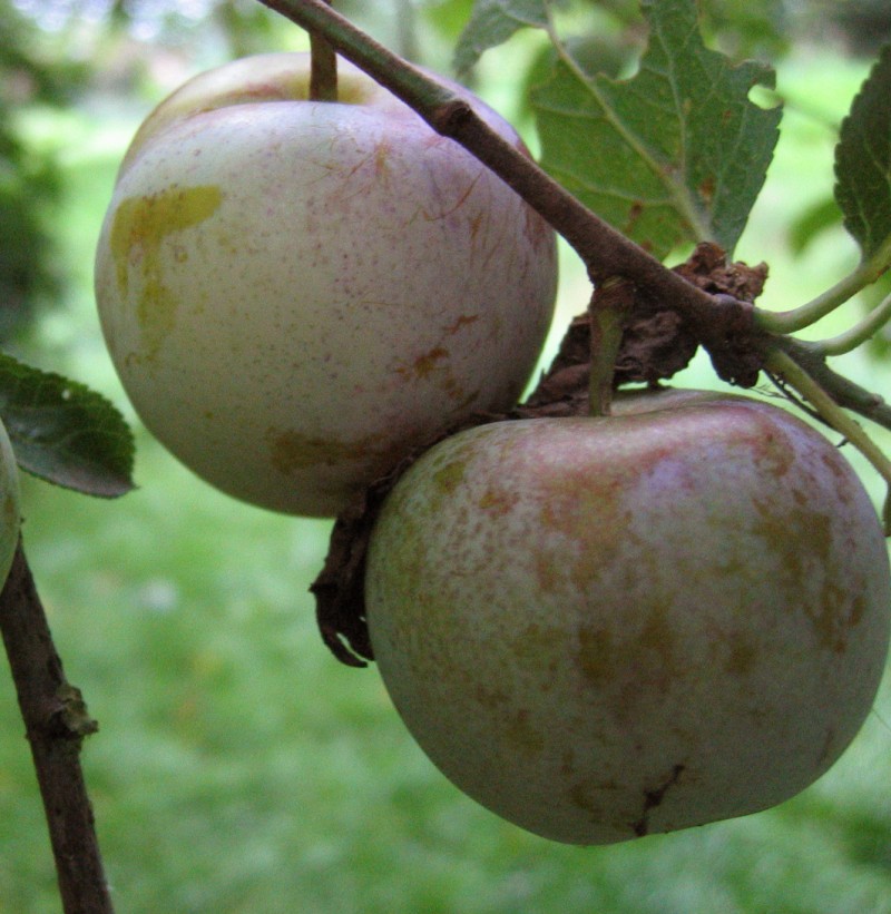 Vente en ligne de PRUNIER - Prunus domestica 'Reine Claude Bavay' 0