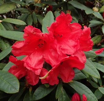 Vente en ligne de Rhododendron nain rouge 0