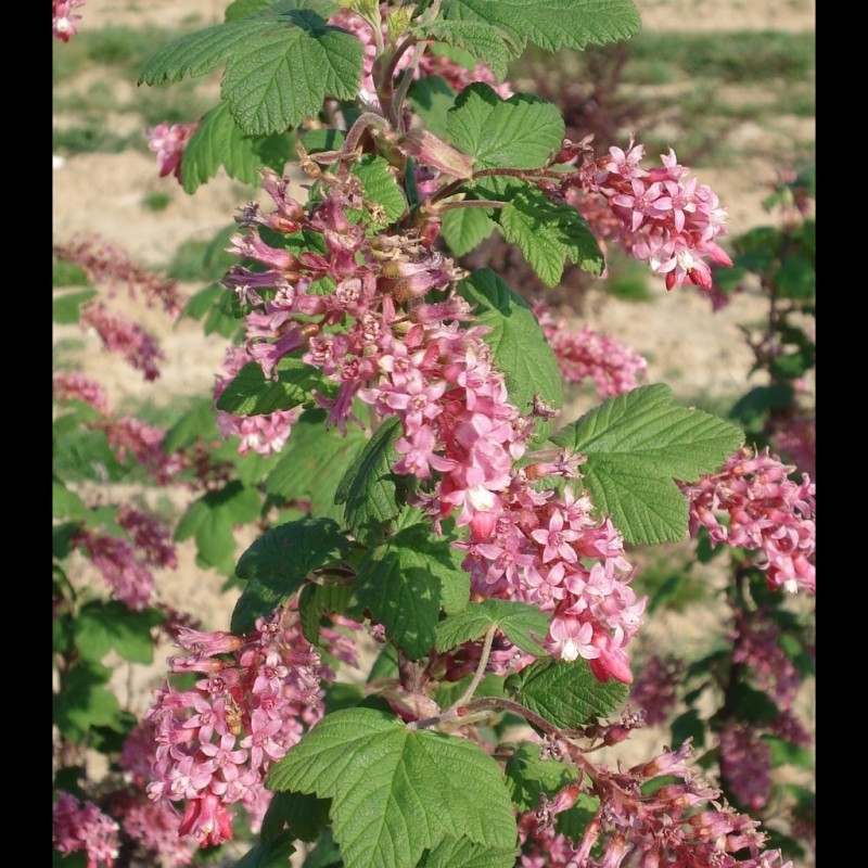 Vente en ligne de Groseiller à fleur 'King Edward VII' 0