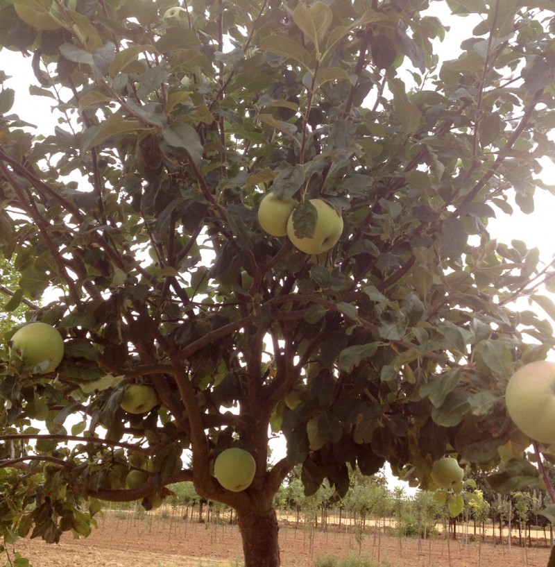 Vente en ligne de POMMIER - Malus communis 'Sans pareil peasgood' 1