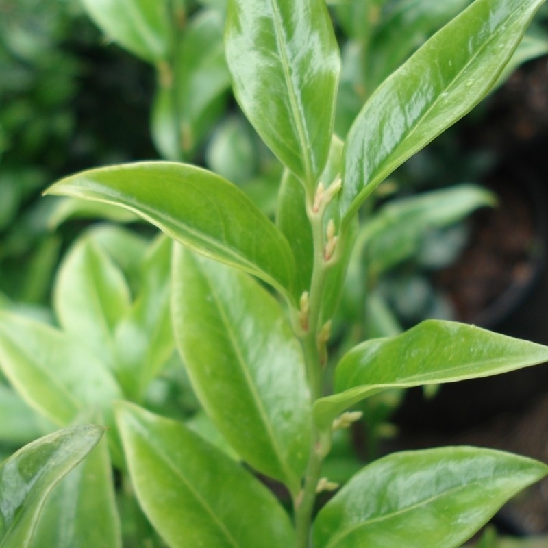 Vente en ligne de Sarcococca humilis 1