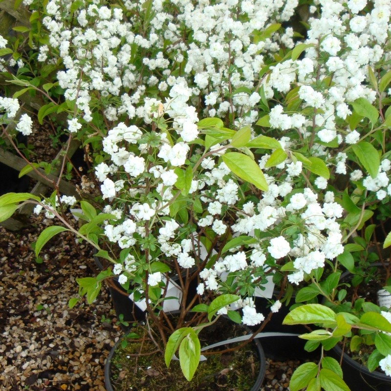 Vente en ligne de Spirée à feuille pruinée 'Plena' 1