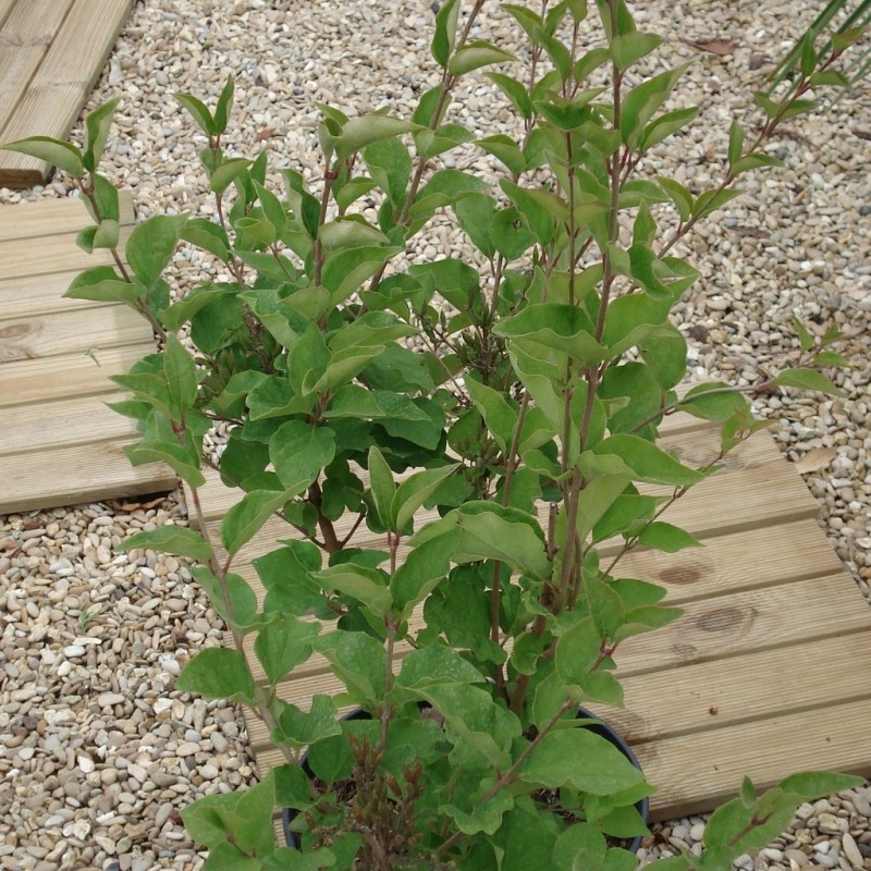 Vente en ligne de Lilas nain rose 'Josée' 1