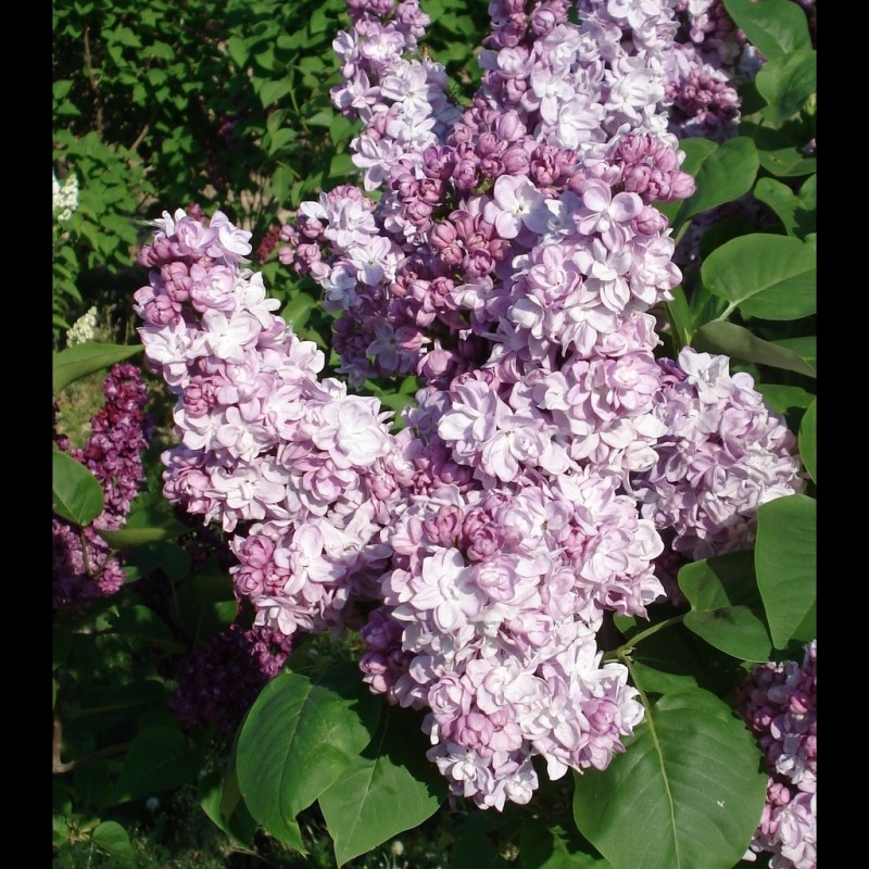 Vente en ligne de Lilas pourpre double 'Katherine Havemeyer' 2