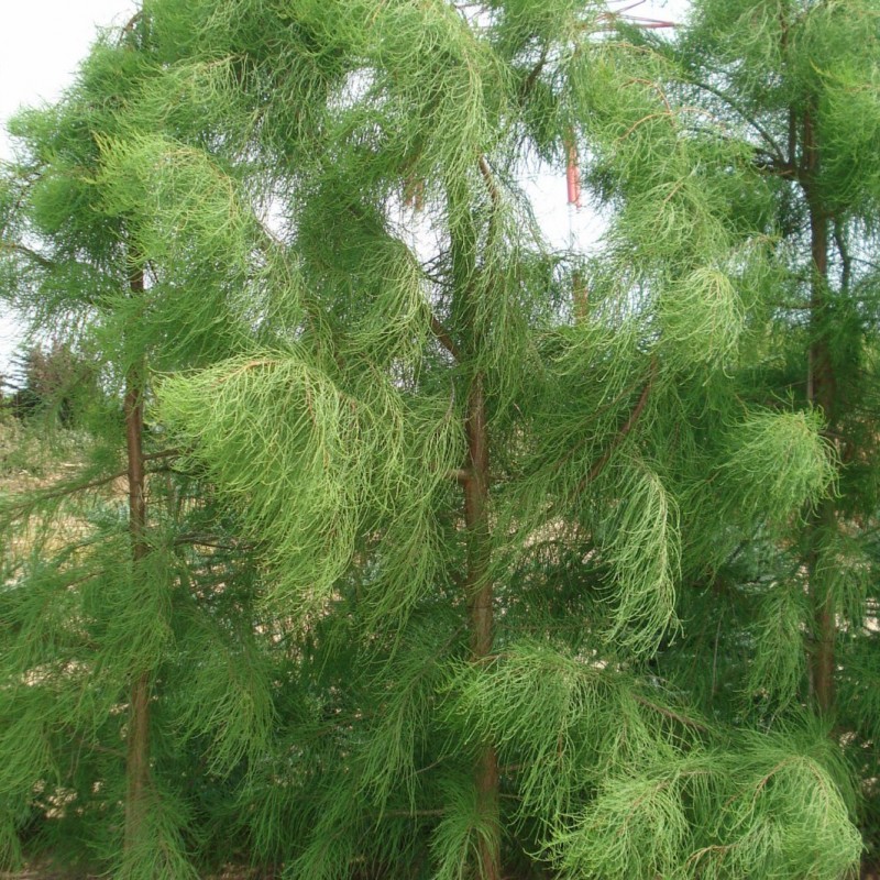 Vente en ligne de Cyprès chauve Nutans 0