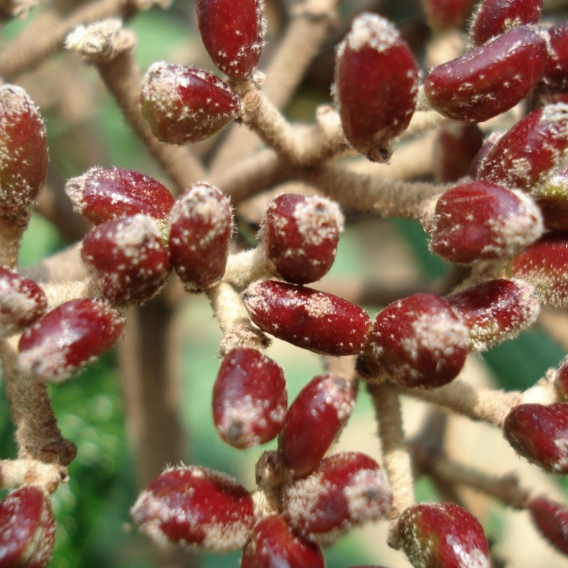 Vente en ligne de Viorne à feuilles ridées 3