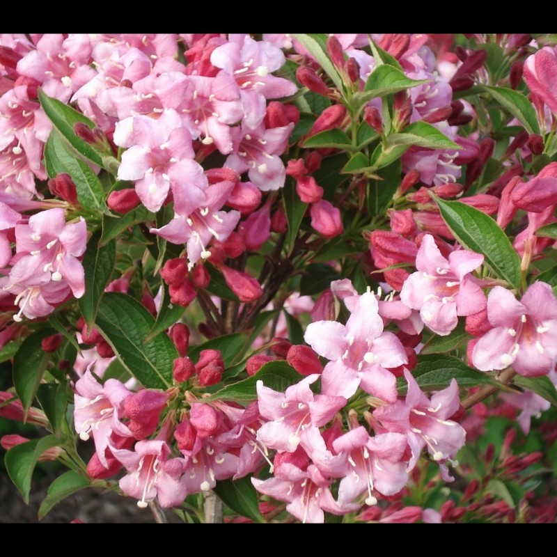 Vente en ligne de Weigélia rose 'Rosea' 0