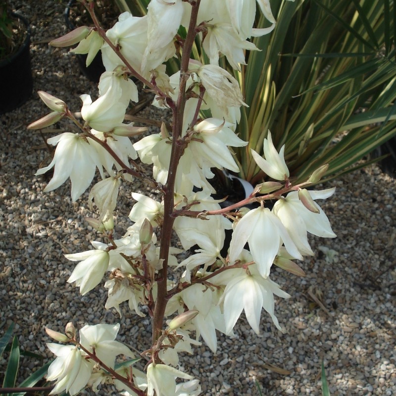 Vente en ligne de Yucca filamentosa 1